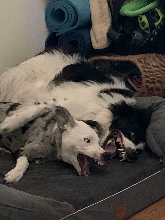 What’s Wrong With Both My Dogs