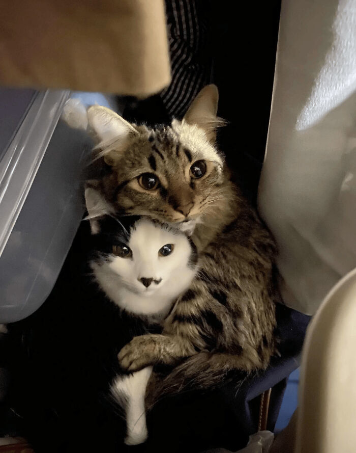 Two cats snuggled closely, one resembling a Renaissance painting with its unique fur pattern and expression.