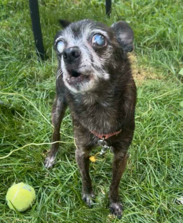 My Mother’s Ancient Chihuahua, Grizwald