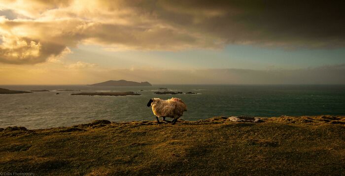 Sheep on a cliff with dramatic sky and ocean view, resembling a Renaissance painting.