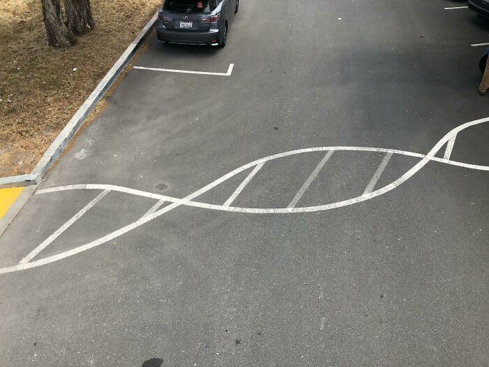 This Cross Walk At A Biotech Company Is Designed Like A DNA Strand