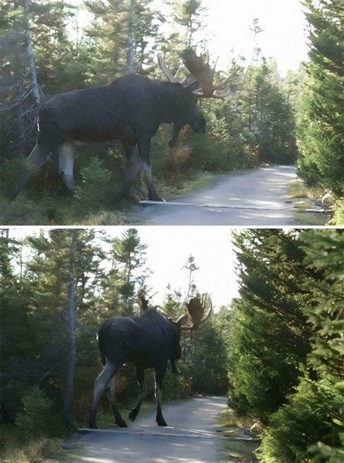 Just Imagine Going Hiking In The Woods And Coming Across This Beast