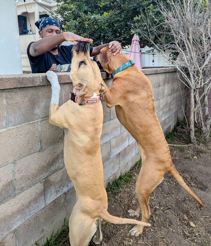 We Have A Neighbor Who Doesn't Have Pets, But Absolutely Loves Our Dogs And Calls Them For Visits Over The Wall Daily