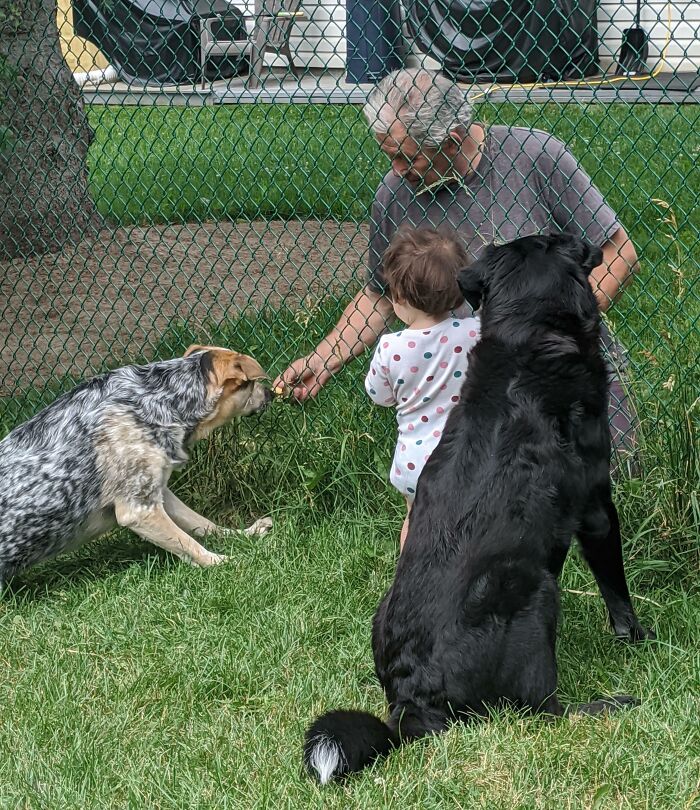 They All Wait Patiently Everyday To Receive Treats Through The Fence From The Neighbor. Daughter Included She Gets Her Own Treats