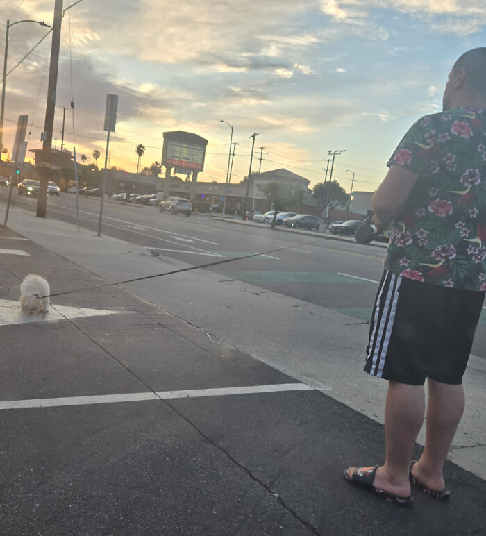 Blocking Traffic At A Busy Grocery Store Entrance/Exit Driveway, So Your Dog Could Poop In The Middle Of The Driving Area