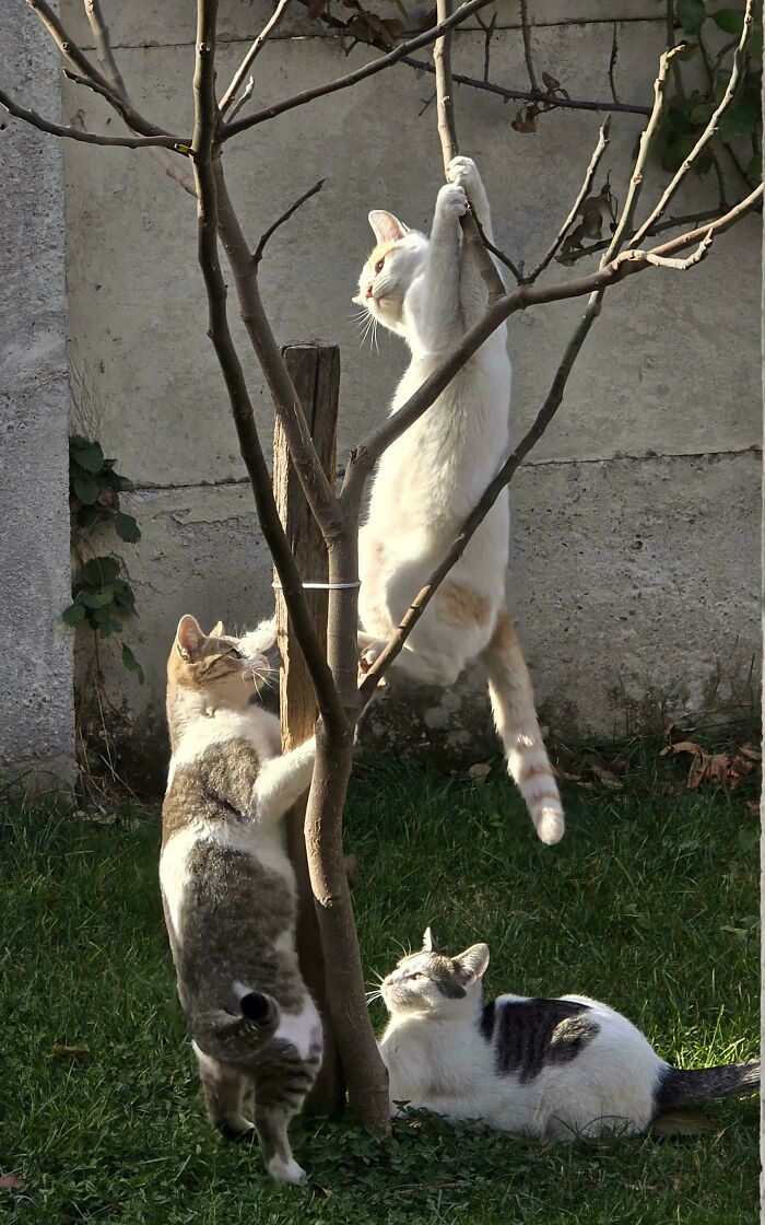 Cats resembling a Renaissance painting with dramatic poses around a small tree in a sunny garden.