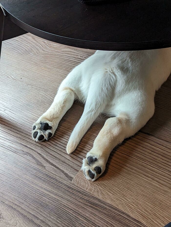 Just Got A Puppy. Look At The Beans!