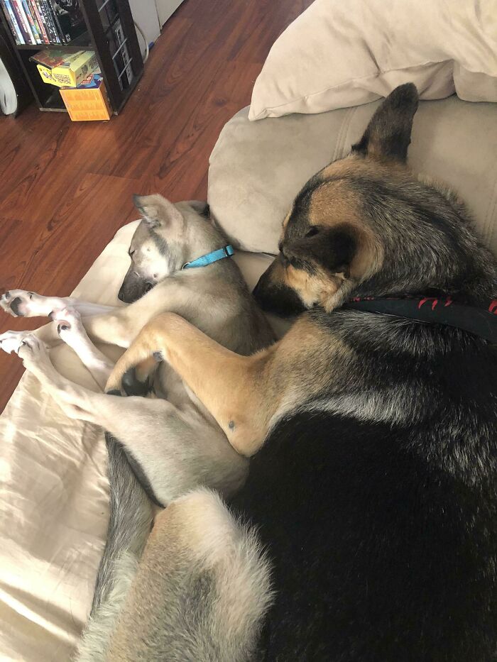 My German Shepherd Was Having A False Pregnancy So I Got Her A German Shepherd/Alaskan Husky Puppy. She Thinks It’s Hers And The Pup Thinks She’s Her Mom And I’m Never Going To Tell Them Different