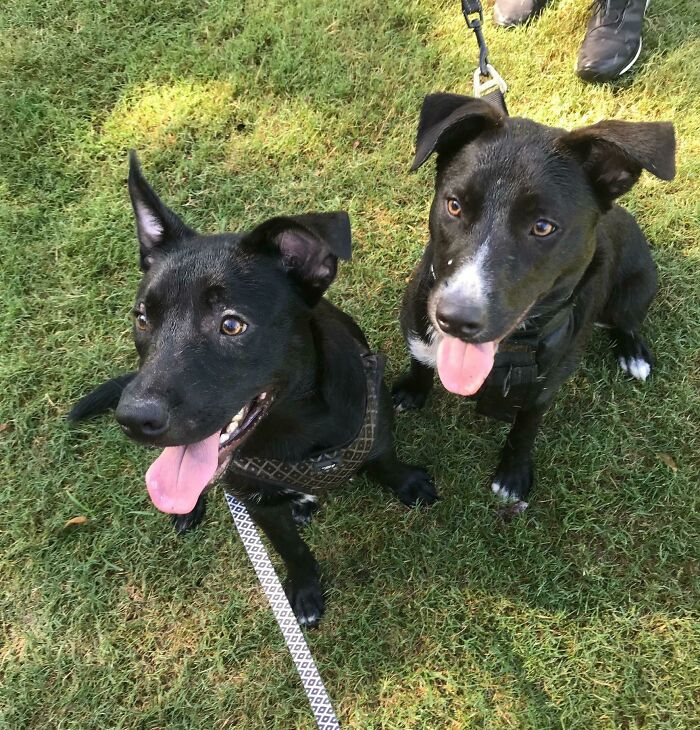 My Dog Made A Friend At The Park, They Became Inseparable. After Chatting With The Other Owner, We Worked Out They Are Brother And Sister!