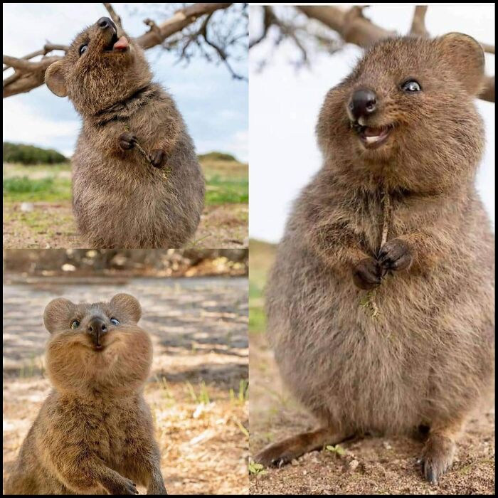 The Quokka. Possibly The Happiest Animal On Earth