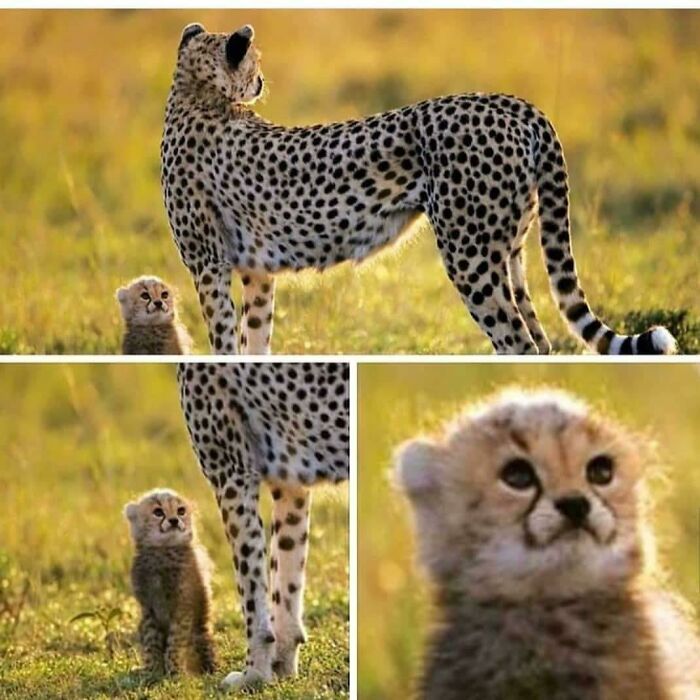 The Absolute Cutest Cheetah Cub Ever