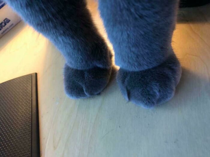 My Cats Feet For Your Enjoyment