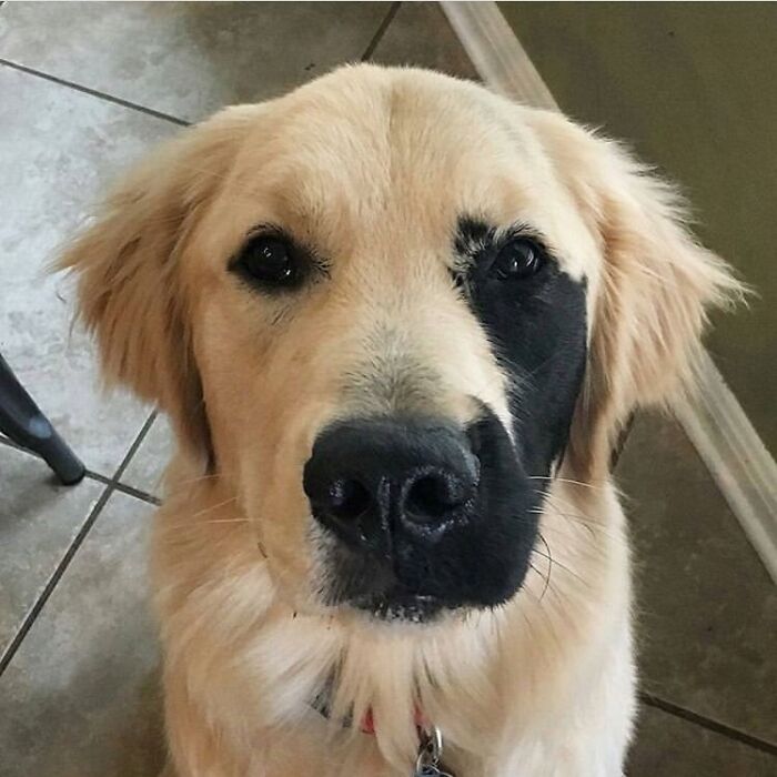 This Is Enzo, He Was Born With A Rare Skin Condition Causing A Lil Black Freckle To Appear On His Face. Believed To Be The Rarest Golden Retriever On The Planet