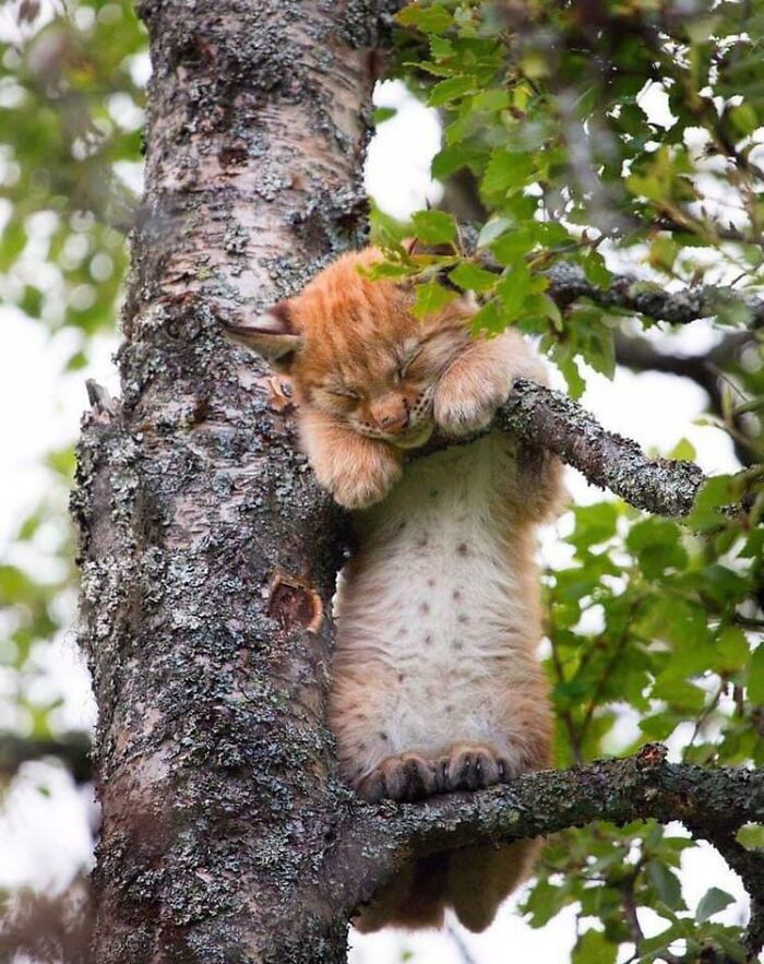 A Baby Lynx Napping In A Tree