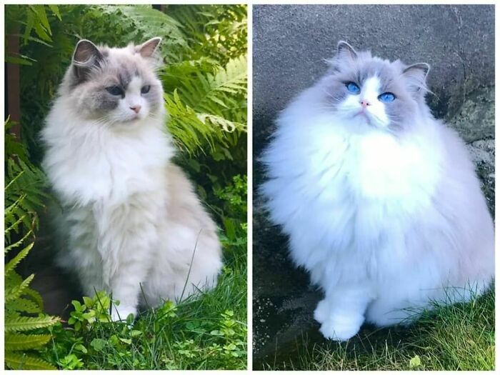 Summer Floof V/S Winter Floof