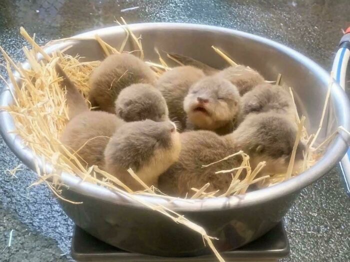 A Bowl Of Baby Otters