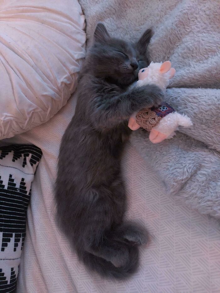 Bernie Played With His Alpaca So Hard He Fell Asleep Still Holding It