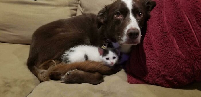 Whenever We Foster A Singleton Kitten, Our Dog Becomes Foster Mama