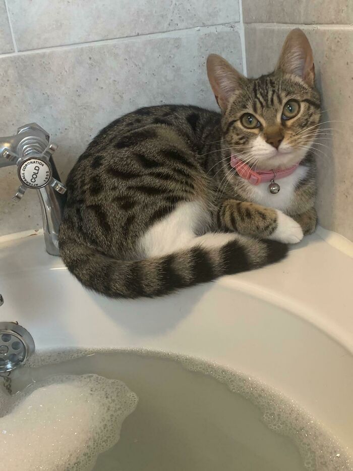 My Cat Keeps Me Company In The Bathtub