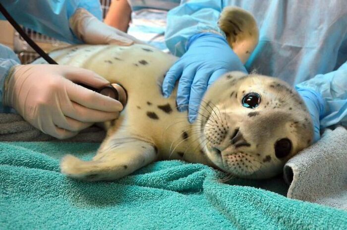 Seal Getting A Checkup