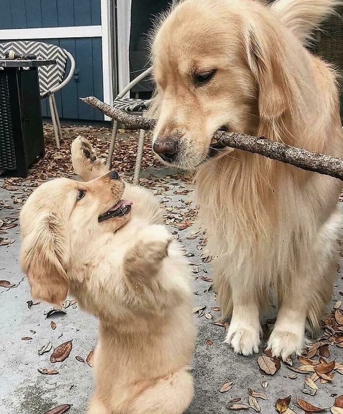 You Don’t “Own” A Stick, You Merely Look After It For The Next Generation