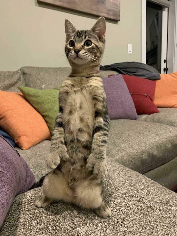 The Vet Said She’s Part Meerkat