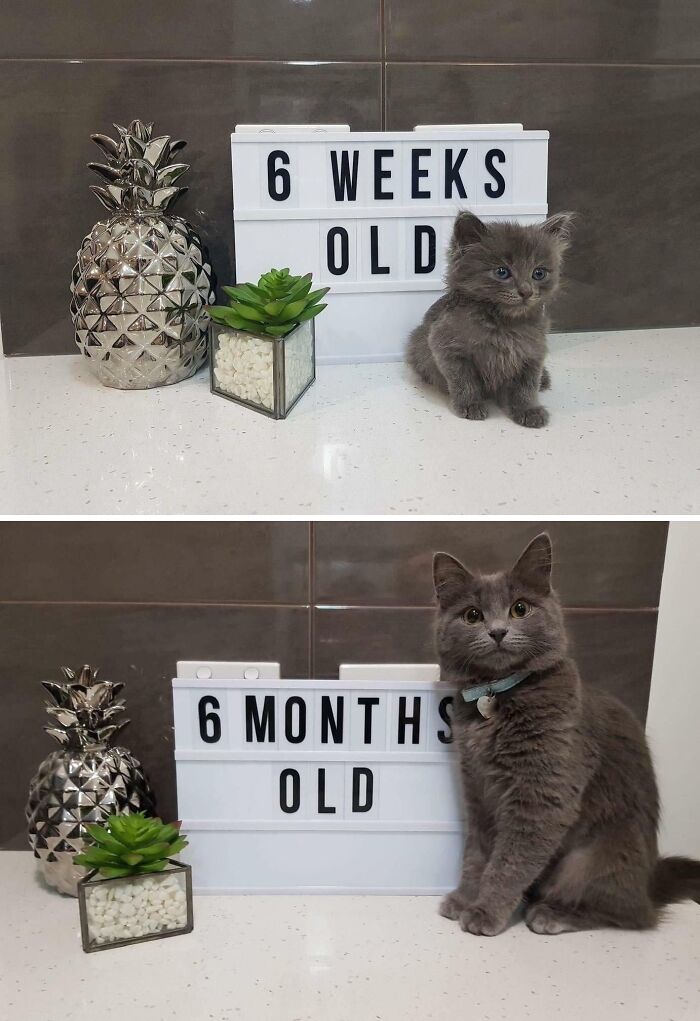 Kitten Does A Big Grow