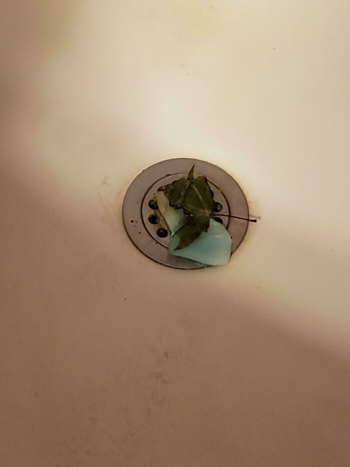 My Boyfriend Left A Smushed Up Soap Bar And A Leaf In The Drain After Taking A Shower