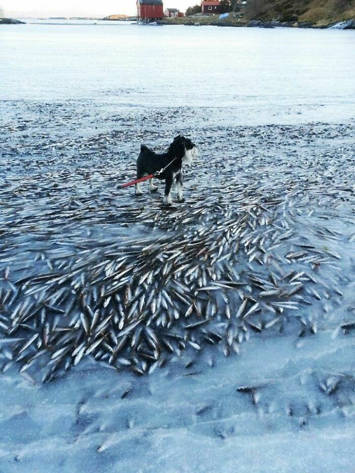 Dog standing on ice with frozen fish scattered around, showcasing an ice-cold winter scene.