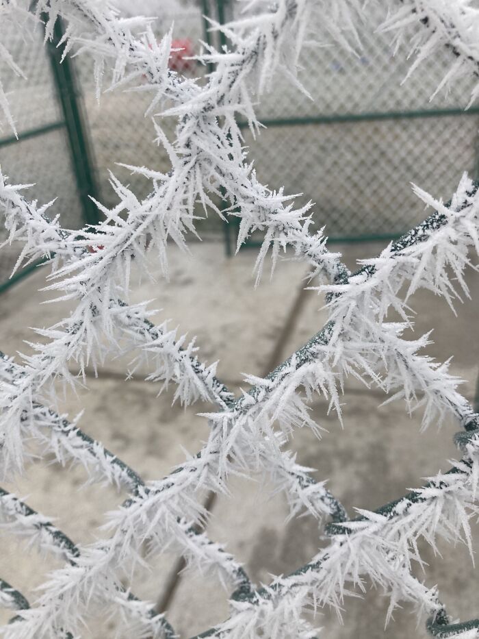 Frost-covered chain link fence showcasing ice-cold winter scenery.