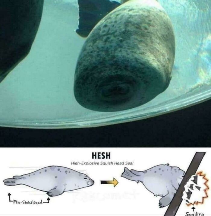 Seal with a squished head against glass, resembling a "final boss" from video games, accompanied by a humorous diagram.