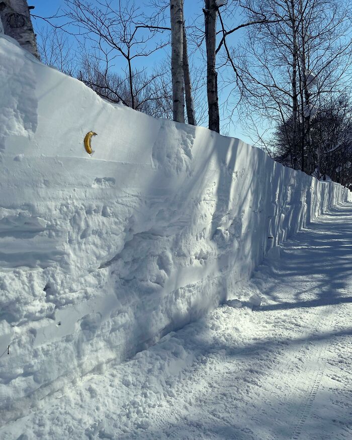 Snowy landscape with tall snowbank, clear blue sky, and a lone banana; a unique ice-cold winter scene.