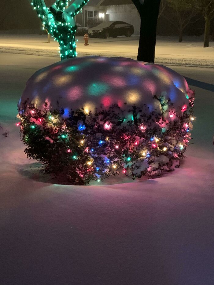 Colorful lights on a snow-covered bush during an ice-cold winter night.