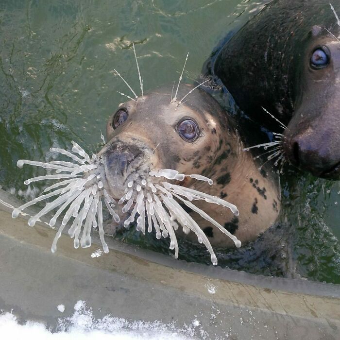 Seal with icy whiskers in frigid waters, showcasing a unique ice-cold winter scene.