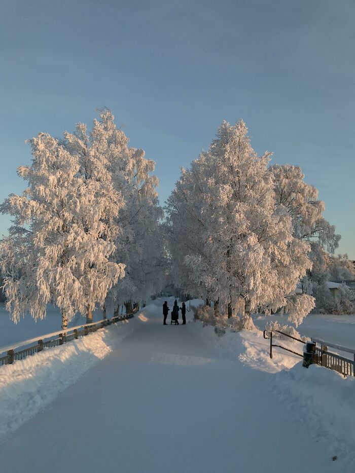 Snow-covered trees lining a path on a clear day, exemplifying ice-cold winter pictures.