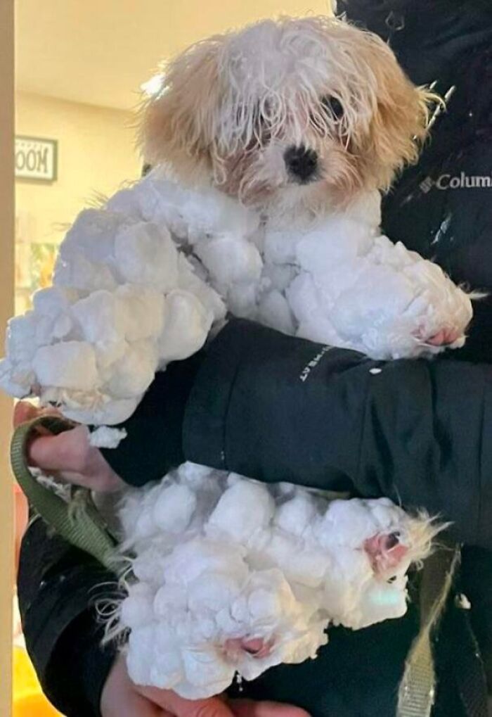 A small dog covered in snowballs, held by a person in a winter jacket, showcasing ice-cold conditions.