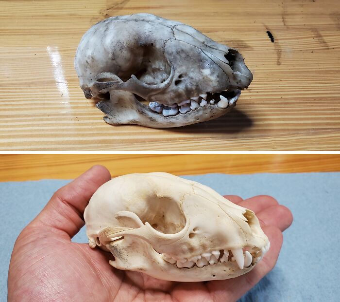 Before-after cleaning pictures of an animal skull on a wooden surface, showing transformation from dirty to clean.