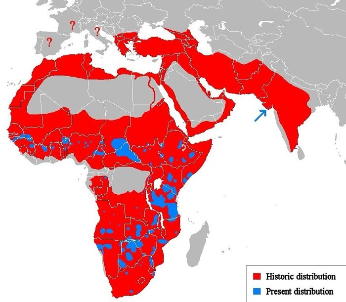 The Lion, Once Widely Distributed Across Most Of Africa And Parts Of Europe And Asia, Is Now Confined To A Number Of Isolated Areas