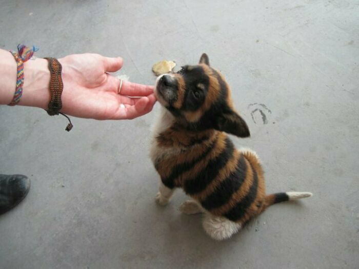 I Met A Tiger Puppy In China