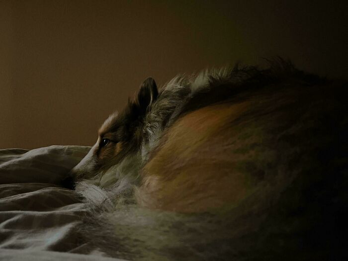 Dog resting on a bed in soft lighting, resembling a Renaissance painting.