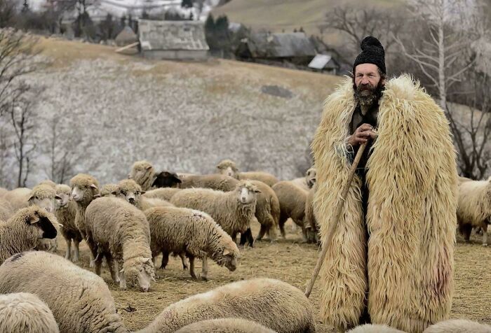 Shepherd in a fur coat among sheep, resembling a Renaissance painting scene in a pastoral landscape.