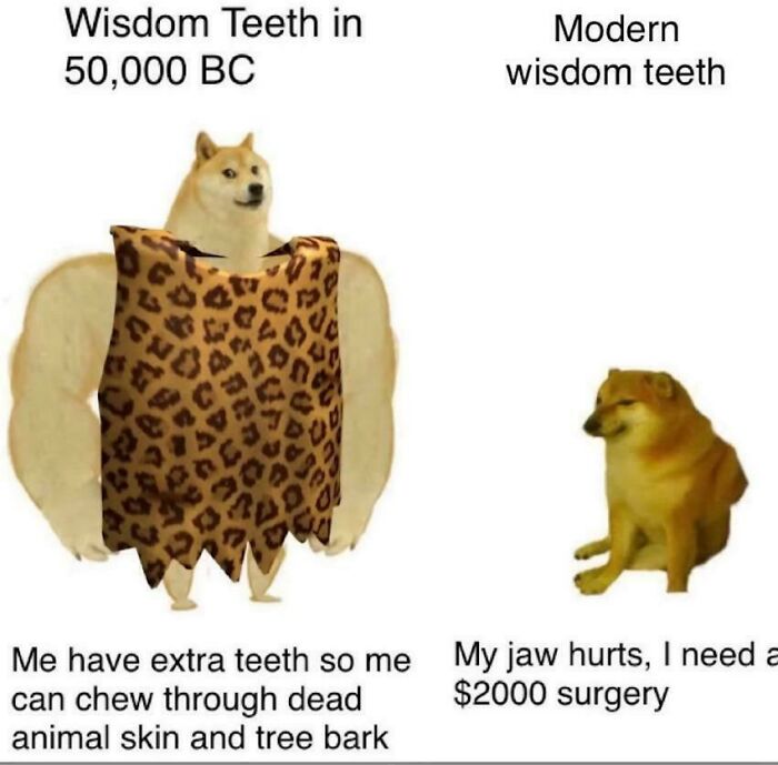 Historical meme compares ancient and modern wisdom teeth with humorous Doge characters.