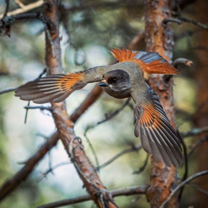 Birds Of Finland: 60 Stunning Images By Photographer Tom Nickels