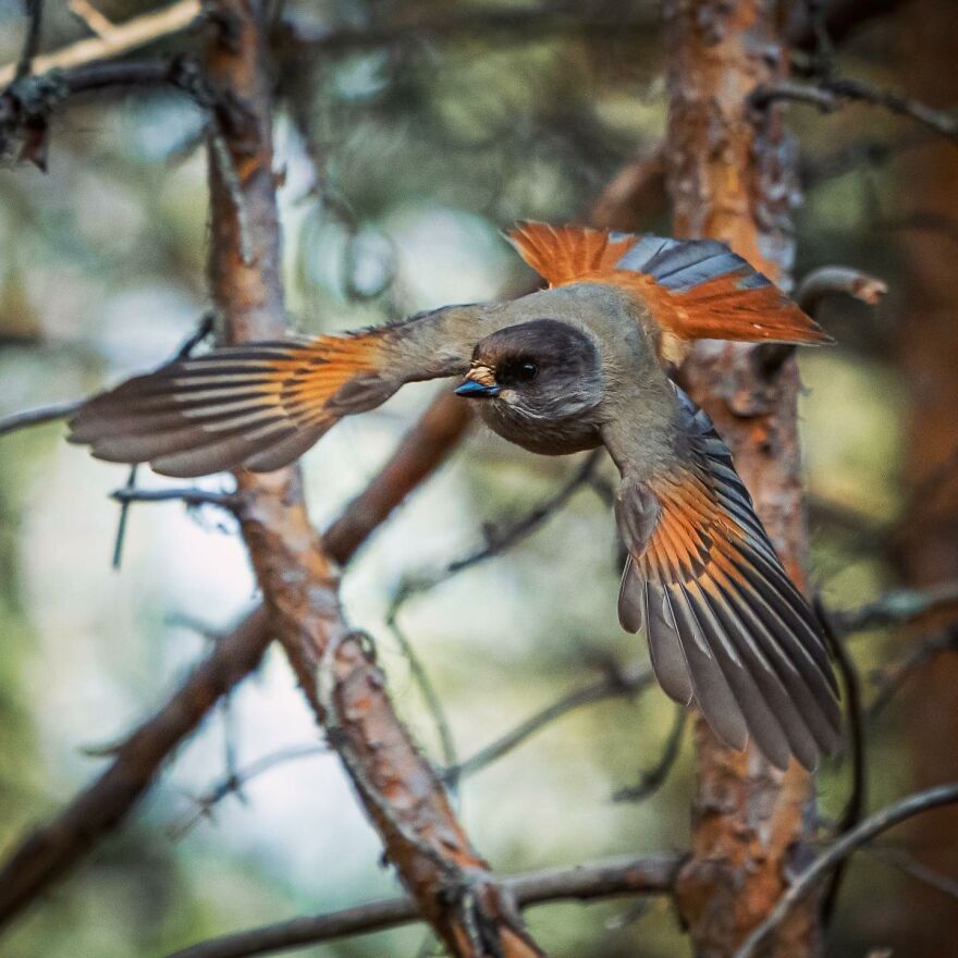 Wings Of Finland: Tom Nickels’ Stunning Bird Photography-Interview