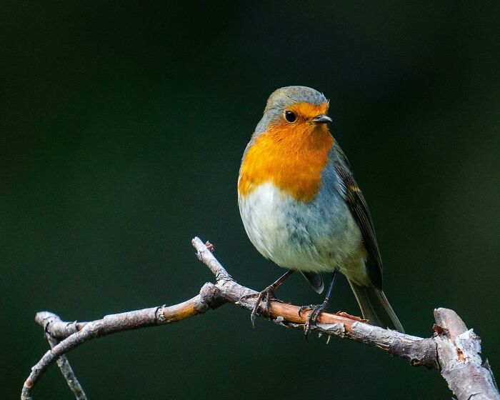 Birds Of Finland: 60 Stunning Images By Photographer Tom Nickels