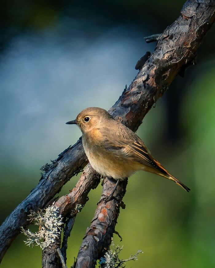 Birds Of Finland: 60 Stunning Images By Photographer Tom Nickels