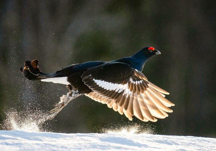 Birds Of Finland: 60 Stunning Images By Photographer Tom Nickels