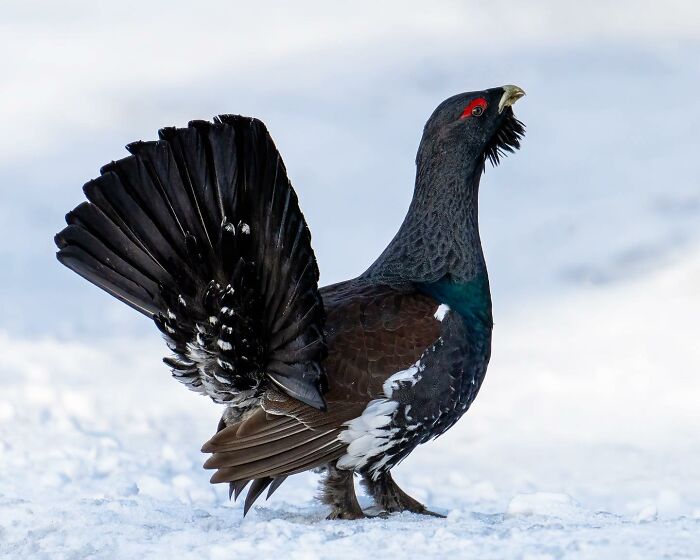 Birds Of Finland: 60 Stunning Images By Photographer Tom Nickels