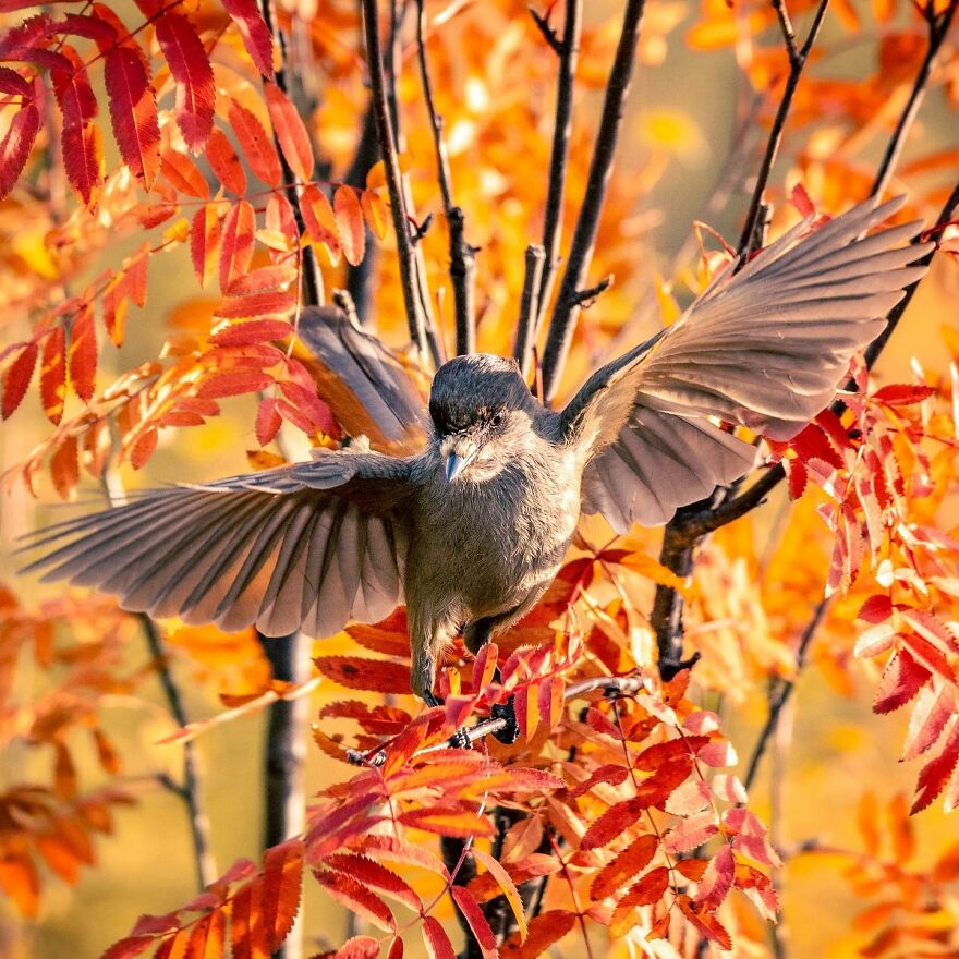 Wings Of Finland: Tom Nickels’ Stunning Bird Photography-Interview