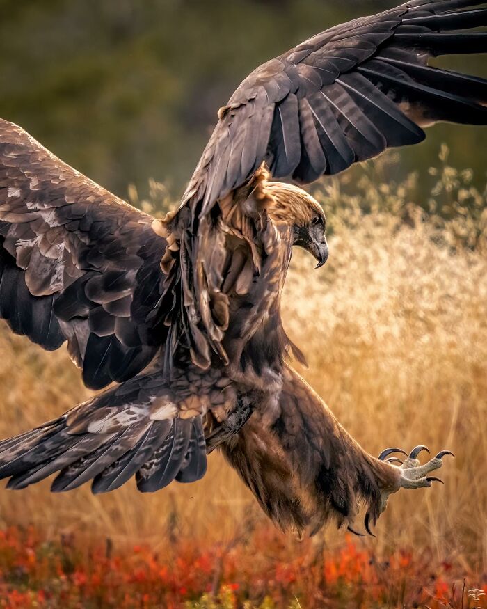 Birds Of Finland: 60 Stunning Images By Photographer Tom Nickels